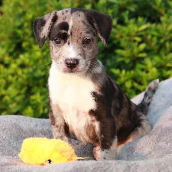 CT Tiifu -  Catahoula Leopard Dog and Mixed Breed Dog for Adoption in Stormville, New York - CT Tiifu | PetCurious