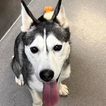 Siberian Husky Dogs Available for Adoption - Mia | PetCurious