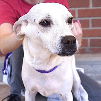 Poppi -  Labrador Retriever Dog for Adoption in Carrollton, Texas - Poppi | PetCurious