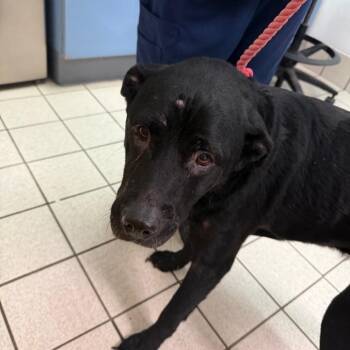 Jack -  Mixed Breed Dog for Adoption in Charleston, West Virginia - Jack | PetCurious