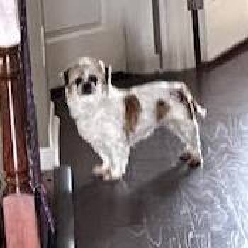 Shih Tzu Dogs Available for Adoption in Cincinnati, Ohio - Lola | PetCurious