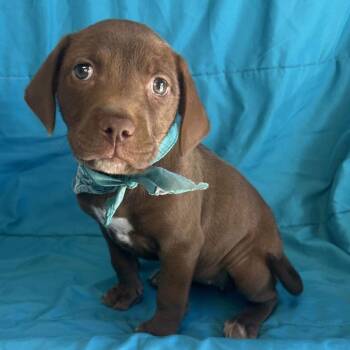 Sugar -  Mixed Breed Dog for Adoption in Canal Winchester, Ohio - Sugar | PetCurious