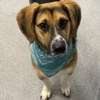 Fredward -  Mixed Breed Dog for Adoption - Fredward | PetCurious