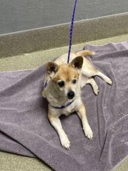 Chihuahua Dogs Available for Adoption in Las Vegas, Nevada - DOBBY | PetCurious