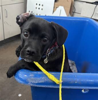 Mixed Breed Dogs Available for Adoption in Dallas, Texas - AXEL | PetCurious