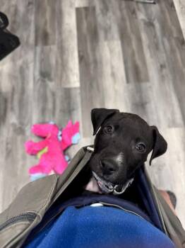 Mixed Breed Dogs Available for Adoption - Briar (26-024 D) | PetCurious