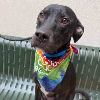 Knight -  Mixed Breed Dog for Adoption in Chicago, Illinois - Knight | PetCurious