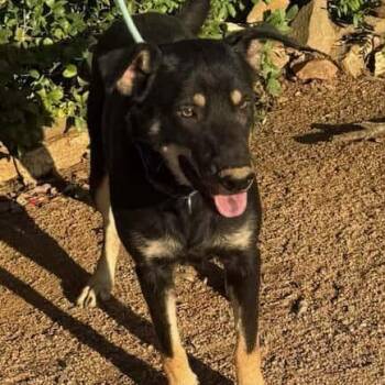 Rescue Australian Kelpie Dogs for Adoption in Williston, Vermont - Rex | PetCurious