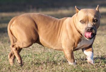 Rescue Bulldog and Mixed Breed Dogs for Adoption in Temple, Texas - Mable | PetCurious