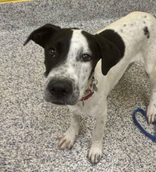 Pointer and Great Dane Dogs Available for Adoption in Golden, Colorado - Cedar | PetCurious