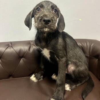 (Found) Bemo -  Terrier and Labrador Retriever Dog for Adoption in Cabot, Arkansas - (Found) Bemo | PetCurious