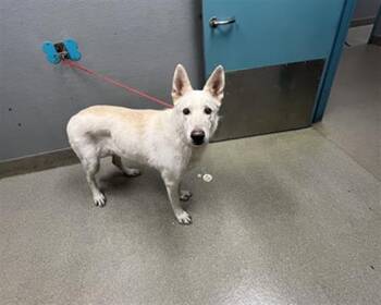 Rescue German Shepherd Dog Dogs for Adoption in Las Vegas, Nevada - BUTTERCUP | PetCurious