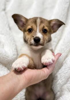 Corgi and Rat Terrier Dogs Available for Adoption - Banana  | PetCurious