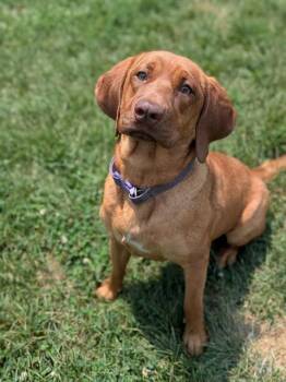 RUBY -  Bloodhound and Mixed Breed Dog for Adoption in St. Peters, Missouri - RUBY | PetCurious