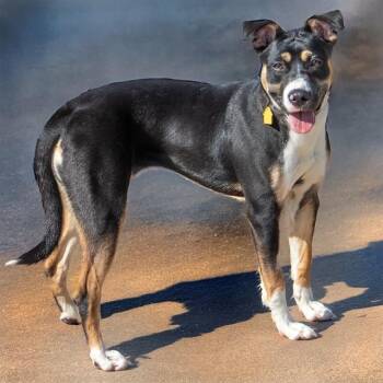 Australian Shepherd and Labrador Retriever Dogs Available for Adoption in St. Louis, Missouri - NOVA | PetCurious