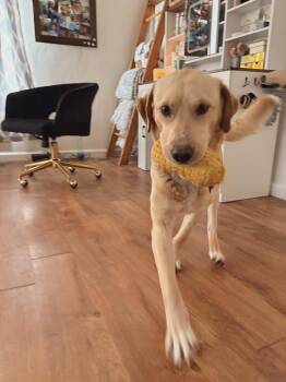 Labrador Retriever Dogs Available for Adoption - Sutter | PetCurious