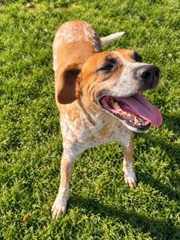 Bear -  Boxer Dog for Adoption in Lagrange, Indiana - Bear | PetCurious