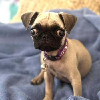 Rescue Pug Dogs for Adoption in Alvin, Texas - Madeline | PetCurious
