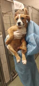 Mixed Breed Dogs Available for Adoption - NANA | PetCurious