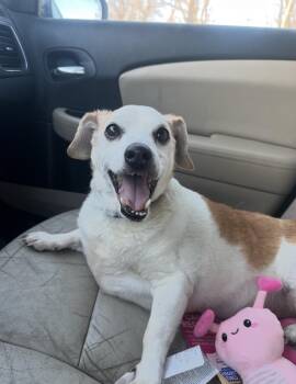 Jack Russell Terrier Dogs Available for Adoption - Jackson! Sweet Old Boy  | PetCurious