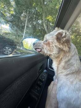 Rescue Bichon Frise and Poodle Dogs for Adoption in Huntington, New York - Lucky | PetCurious