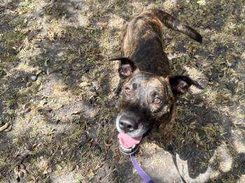 Buster -  Dutch Shepherd Dog for Adoption in Tom Bean, Texas - Buster | PetCurious