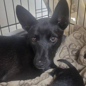 Nisha -  Australian Kelpie Dog Available for Adoption in Buellton, California - Nisha | PetCurious