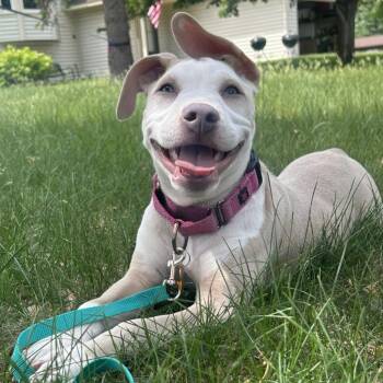 Rebel -  Pit Bull Terrier and Mixed Breed Dog for Adoption in Minneapolis, Minnesota - Rebel | PetCurious