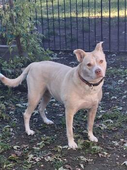 Lady Bug -  Husky and Pit Bull Terrier Dog for Adoption in Naperville, Illinois - Lady Bug | PetCurious
