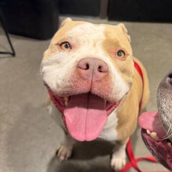 Piper -  Terrier Dog for Adoption in Tampa, Florida - Piper | PetCurious