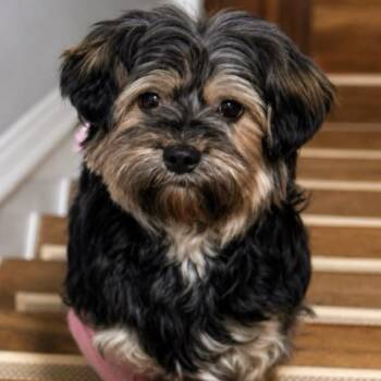 Kendall -  Yorkshire Terrier and Miniature Poodle Dog for Adoption in Philadelphia, Pennsylvania - Kendall | PetCurious