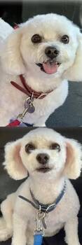 Brandy & Bella -  Bichon Frise Dog for Adoption in Monroeville, Pennsylvania - Brandy & Bella | PetCurious