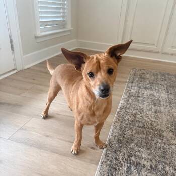 Tony -  Chihuahua Dog for Adoption in Douglas, Georgia - Tony | PetCurious