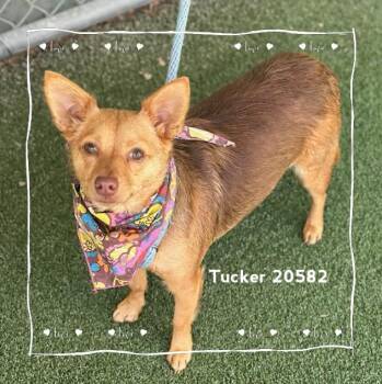 TUCKER -  Chihuahua and Terrier Dog for Adoption in Marietta, Georgia - TUCKER | PetCurious