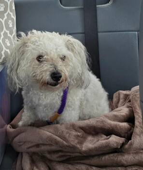 Carly -  Bichon Frise and Mixed Breed Dog for Adoption in Disputanta, Virginia - Carly | PetCurious