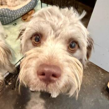 Bruno -  Miniature Schnauzer and Miniature Poodle Dog for Adoption in Ennis, Texas - Bruno | PetCurious