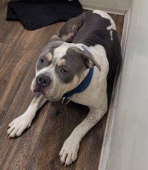 Rescue Pit Bull Terrier Dogs for Adoption in Lawrenceville, Georgia - Pen 185c | PetCurious