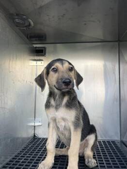 ERIN -  Mixed Breed Dog for Adoption in Dallas, Texas - ERIN | PetCurious