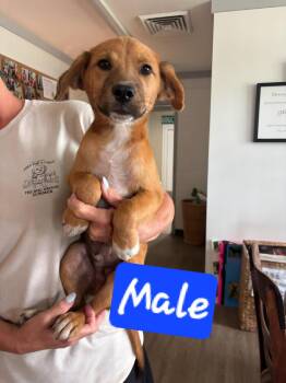Scruffies -  Terrier Dog for Adoption in Brooksville, Florida - Scruffies | PetCurious