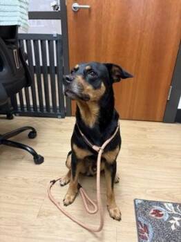 Labrador Retriever and Mixed Breed Dogs Available for Adoption in Alamo Heights, Texas - Travis | PetCurious
