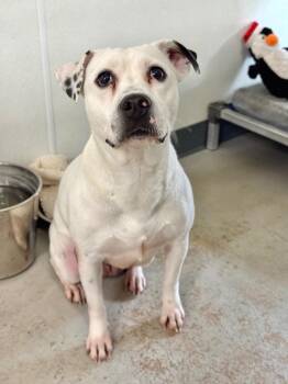 Gracie -  Pit Bull Terrier Dog for Adoption in Canyon Lake, Texas - Gracie | PetCurious