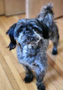 Shih Tzu Dogs Available for Adoption in Lisbon, Iowa - Huxley | PetCurious