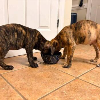 Tater -  Labrador Retriever and Plott Hound Dog for Adoption in Sanford, North Carolina - Tater | PetCurious