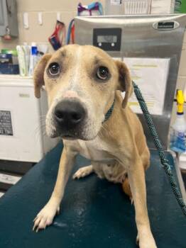 Tappy -  American Bulldog Dog for Adoption in Mobile, Alabama - Tappy | PetCurious