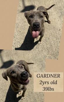 Terrier Dogs Available for Adoption in Holbrook, New York - GARDNER | PetCurious