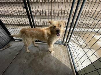 Chow Chow Dogs Available for Adoption in Victorville, California - Astro | PetCurious