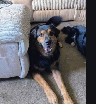 Thor -  German Shepherd Dog and Great Pyrenees Dog for Adoption in La Crescent, Minnesota - Thor | PetCurious