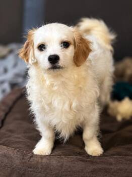 Crumpet -  Bichon Frise and Shih Tzu Dog for Adoption in Seattle, Washington - Crumpet | PetCurious