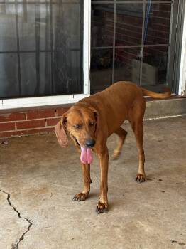 Amber -  Redbone Coonhound Dog for Adoption in Tulsa, Oklahoma - Amber | PetCurious