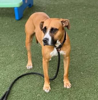 Boxer Dogs Available for Adoption in Columbia, Illinois - Winnie | PetCurious